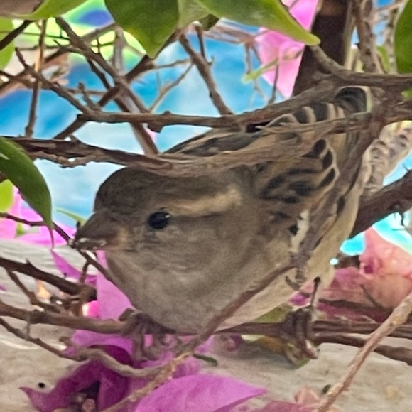 Meet your Posher, Bobbi - Picture 8 of 8